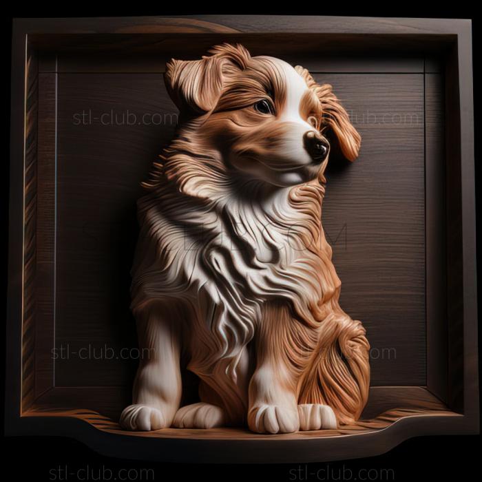 st Miniature American Shepherd dog